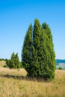 Common juniper (Juniperus communis)