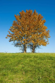 Field maple (Acer campestre)