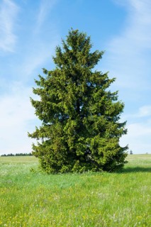 Norway spruce (Picea abies)