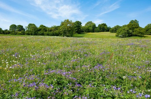 Blooming meadow with Wood cranesbill (Geranium sylvaticum)