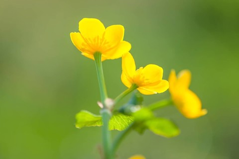 Marsh marigold (Caltha palustris)