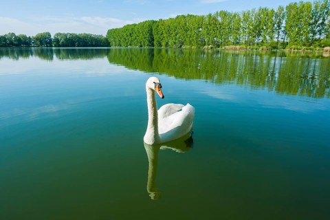 Mute swan (Cygnus olor)