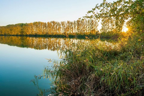 Evening atmosphere in the nature reserve Herbslebener Teiche