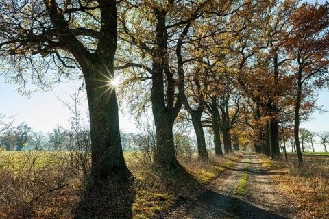 English oaks (Quercus robur)