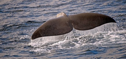 Sperm whale or cachalot (Physeter catadon) descending