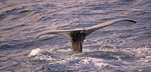 Sperm whale or cachalot (Physeter catadon) descending