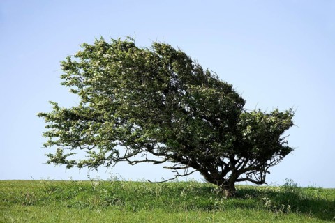 Hawthorn (Crataegus monogyna)
