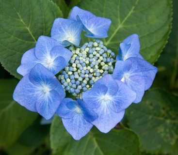 Blue hydrangea (Hydrangea serrata)