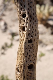 Wooden skeleton of a Teddy-bear cholla (Cylindropuntia bigelovii) in the cactus garden
