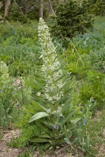 Flower of a elkweed (Frasera speciosa)