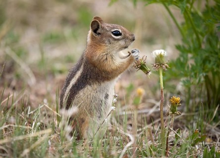 Golden-mantled ground squirrel (Spermophilus lateralis) feets Dandelion Blossom