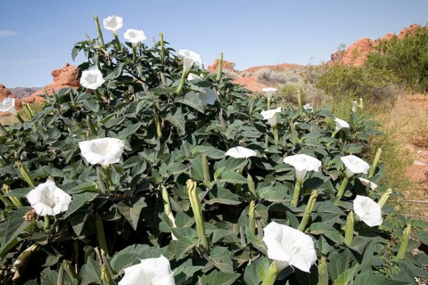 Flowering Wright's Jimsonweed (Datura weightii)