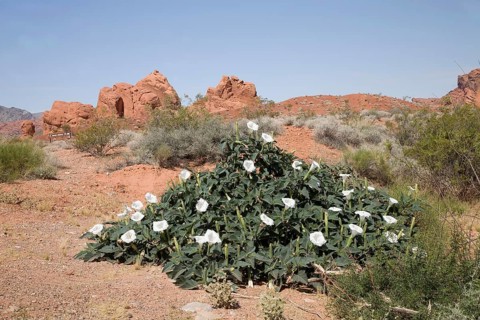 Flowering Wright's Jimsonweed (Datura weightii)