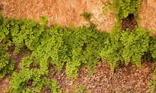 Maidenhair fern (Adianthum capillus-veneris)