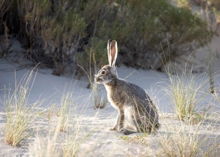 Black-tailed jackrabbit (Lepus californicus) sits on sandy ground