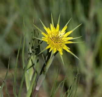 Western salsify (Tragopogon dubius)