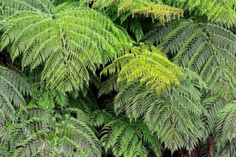 Feathered leaves a fern (Tracheophyta)