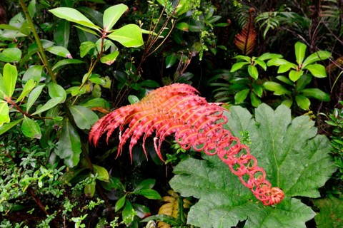 Red fern (Tracheophyta)