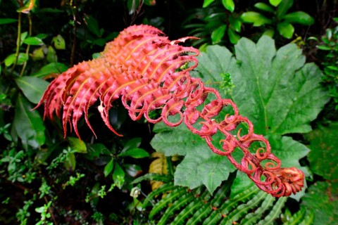 Red fern (Tracheophyta)