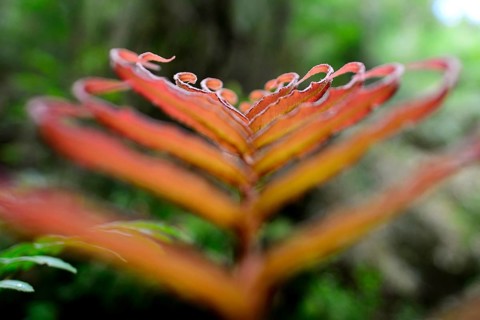 Red leaf