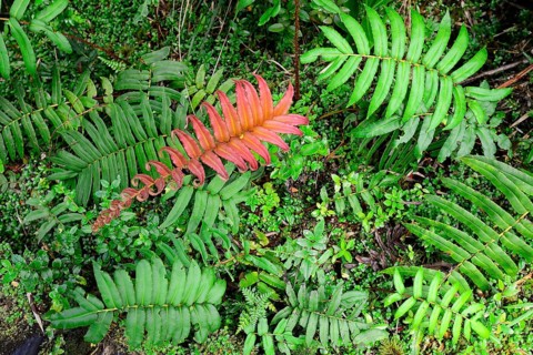 Red and green leaves