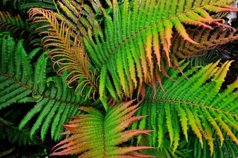 Fern (Tracheophyta)