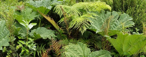 Fern (Tracheophyta) and Giant rhubarb (Gunnera manicata)