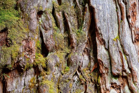 Fitzroya (Fitzroya cupressoides)