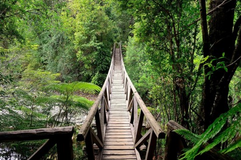 Wooden bridge over a stream in the temperate rainforest