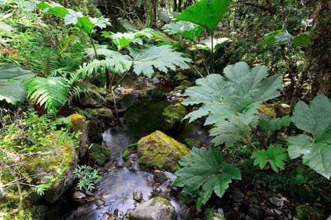 Giant rhubarb (Gunnera manicata) and ferns (Tracheophyta) by the stream