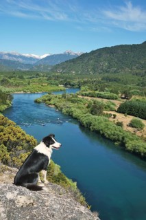 Border Collie on a viewpoint over the river valley of the Rio Futaleufu
