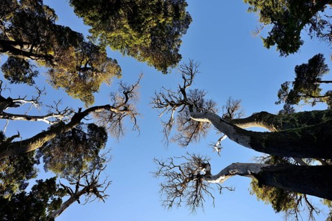 View into the treetops
