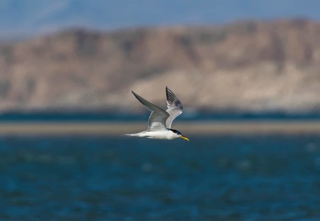 Greater crested tern (Thalasseus bergii) flying over sea
