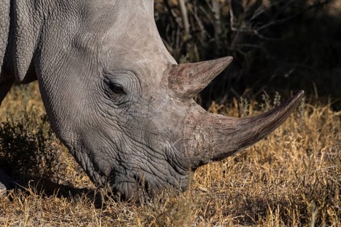 White rhinoceros (Ceratotherium simum) grazing