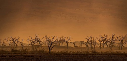 Dry trees in sandstorm