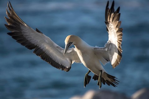 Cape gannet (Morus capensis) in flight by Bird Island in Lambert's Bay