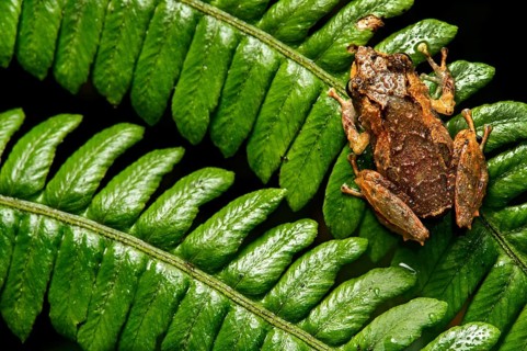 Neotropical frog (Pristimantis bellator) Tapichalaca nature reserve