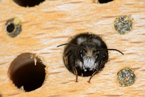 Hatching red mason bee (Osmia bicornis)
