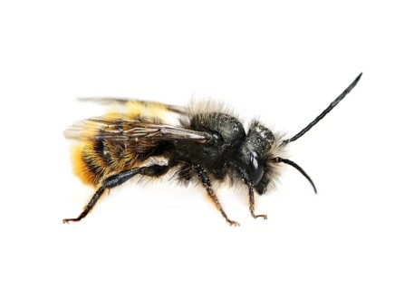 Red Mason Bee (Osmia bicornis)