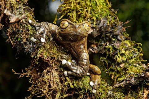 Endemic neotropical frog Tapichalaca Torrenteer (Hyloscirtus Tapichalaca)
