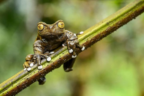 Endemic neotropical frog Tapichalaca Torrenteer (Hyloscirtus Tapichalaca)