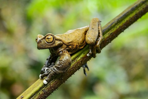 Endemic neotropical frog Tapichalaca Torrenteer (Hyloscirtus Tapichalaca)