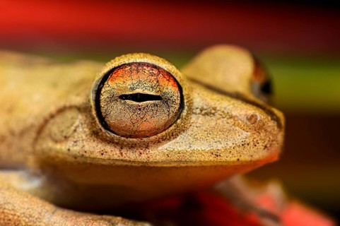 Gunther's banded tree frog (Hypsiboas fasciatus)