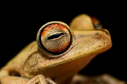 Gunther's banded tree frog (Hypsiboas fasciatus)