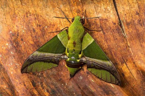 Neotropical moth (Eumorpha spec.) in detail