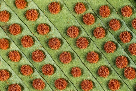 Close up of circular sori with mature sporangia on the underside of fern leaves
