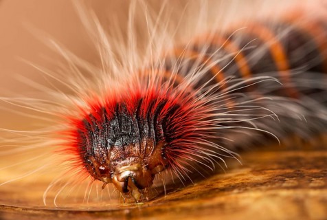 Caterpillar of neotropical skipper butterfly (astraptes fulgerator)