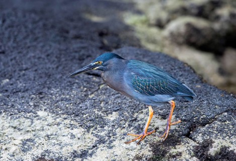 Striated Heron (Butorides striatus)