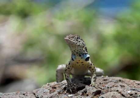 Floreana lava lizard (Microlophus grayii)