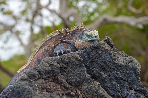 Sea Lizard (Amblyrhynchus cristatus albemarlensis) lies on rock